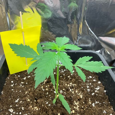 Auto White Widow growlog timeline photo