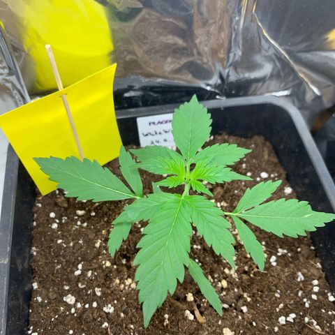 Auto White Widow growlog timeline photo
