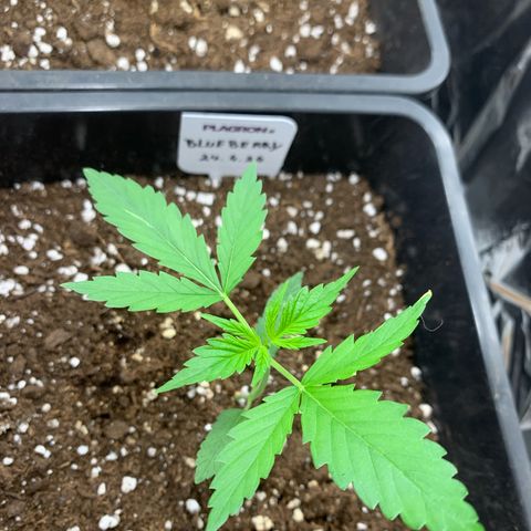 Auto White Widow growlog timeline photo