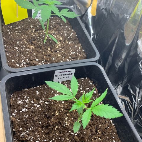 Auto White Widow growlog timeline photo