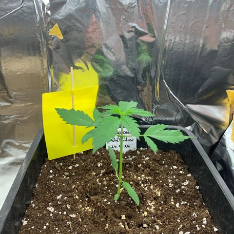Auto White Widow growlog timeline photo