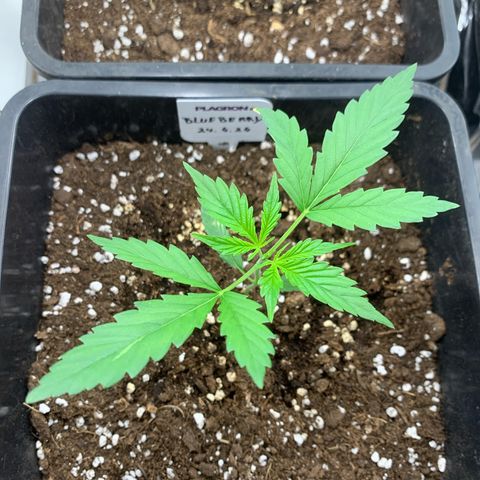 Auto White Widow growlog timeline photo