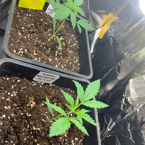 Auto White Widow growlog timeline photo