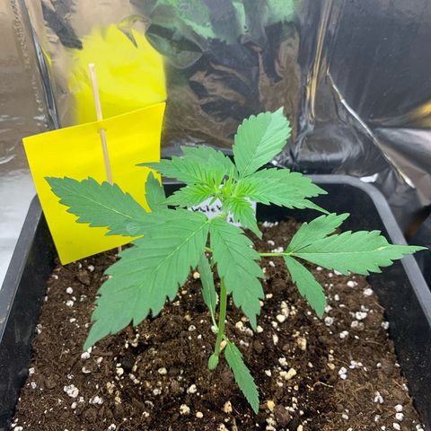 Auto White Widow growlog timeline photo