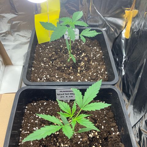 Auto White Widow growlog timeline photo