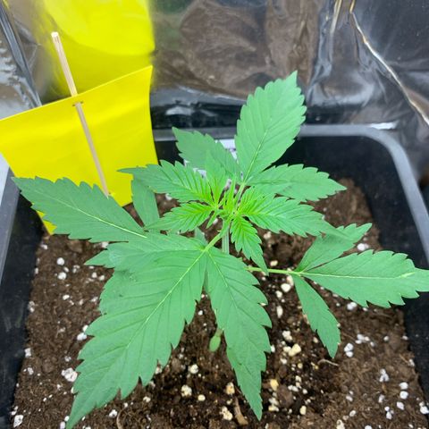 Auto White Widow growlog timeline photo