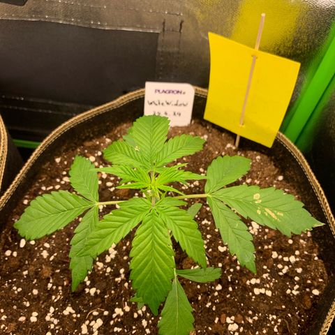 Auto White Widow growlog timeline photo
