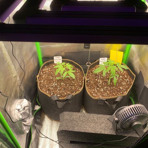 Auto White Widow growlog timeline photo