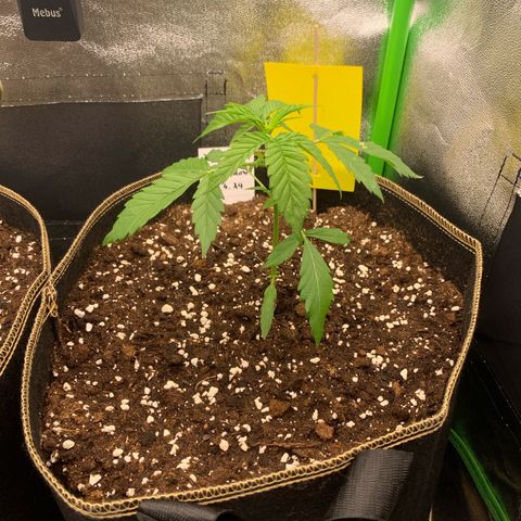 Auto White Widow growlog timeline photo