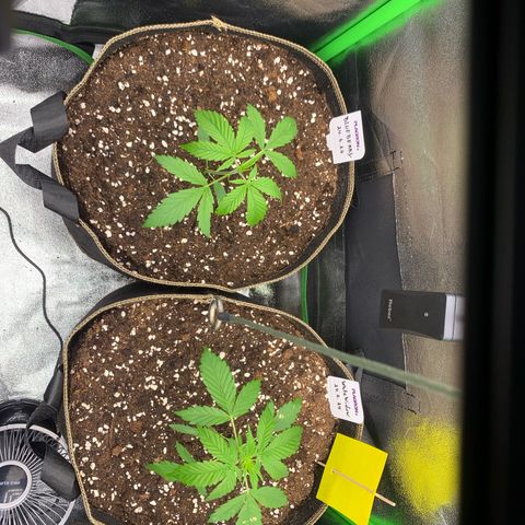 Auto White Widow growlog timeline photo