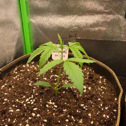Auto White Widow growlog timeline photo