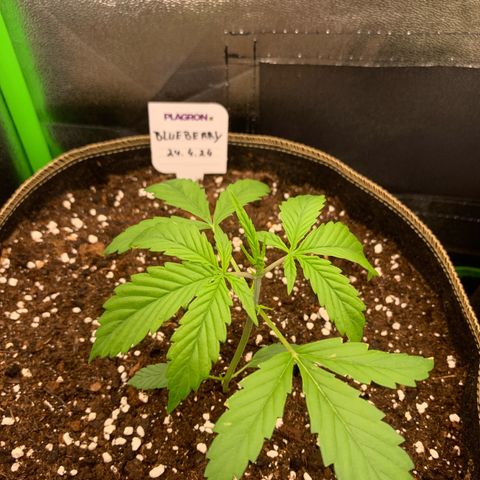 Auto White Widow growlog timeline photo