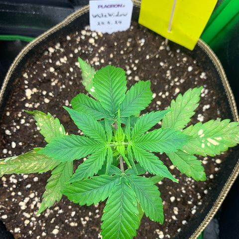 Auto White Widow growlog timeline photo