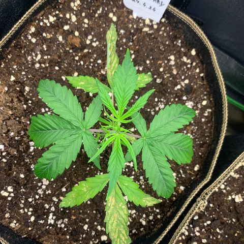 Auto White Widow growlog timeline photo