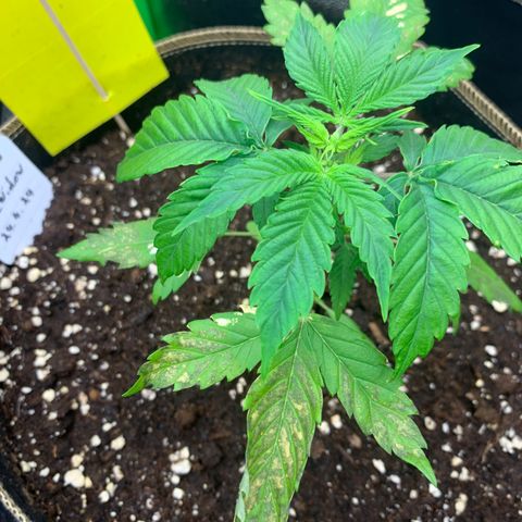 Auto White Widow growlog timeline photo