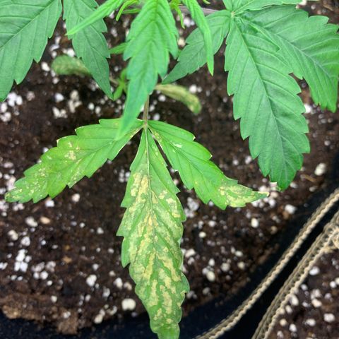 Auto White Widow growlog timeline photo