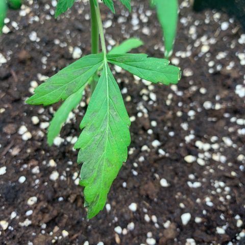 Auto White Widow growlog timeline photo