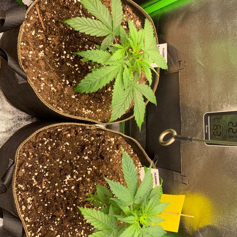 Auto White Widow growlog timeline photo