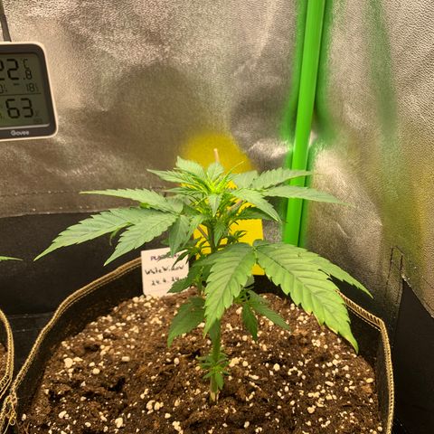 Auto White Widow growlog timeline photo
