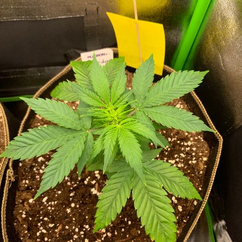 Auto White Widow growlog timeline photo