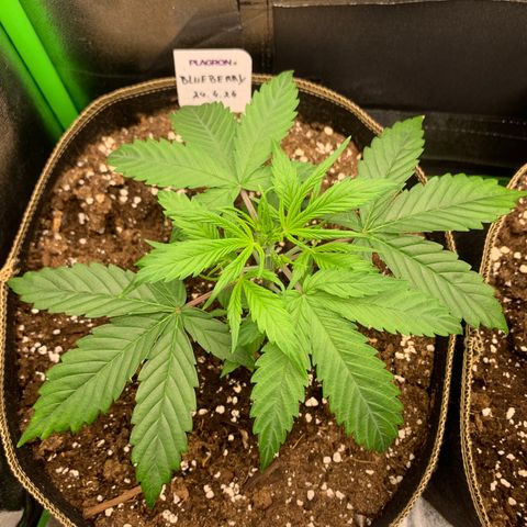Auto White Widow growlog timeline photo