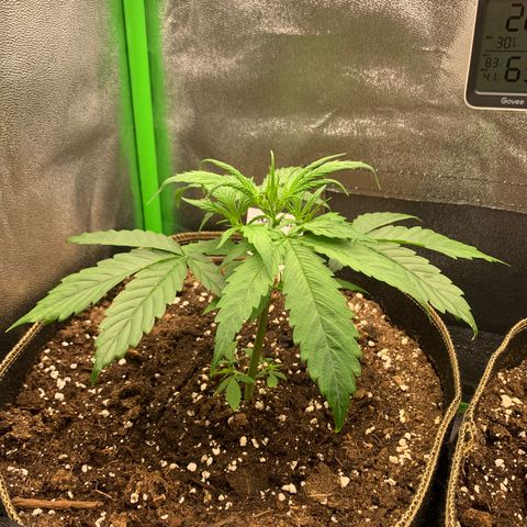 Auto White Widow growlog timeline photo