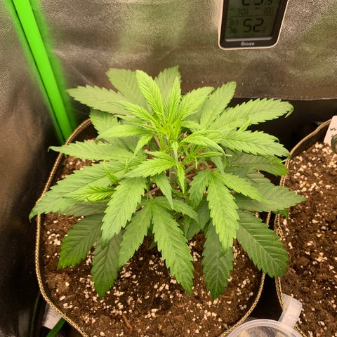 Auto White Widow growlog timeline photo