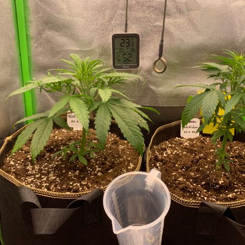 Auto White Widow growlog timeline photo