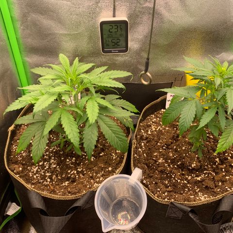 Auto White Widow growlog timeline photo