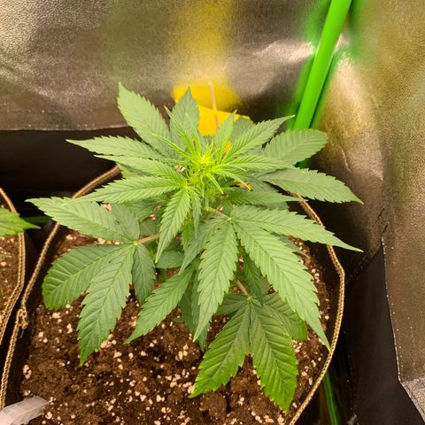 Auto White Widow growlog timeline photo