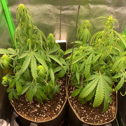 Auto White Widow growlog timeline photo