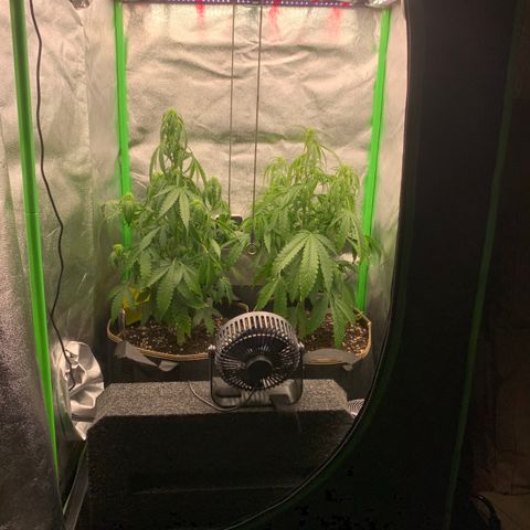 Auto White Widow growlog timeline photo