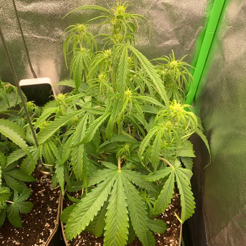 Auto White Widow growlog timeline photo
