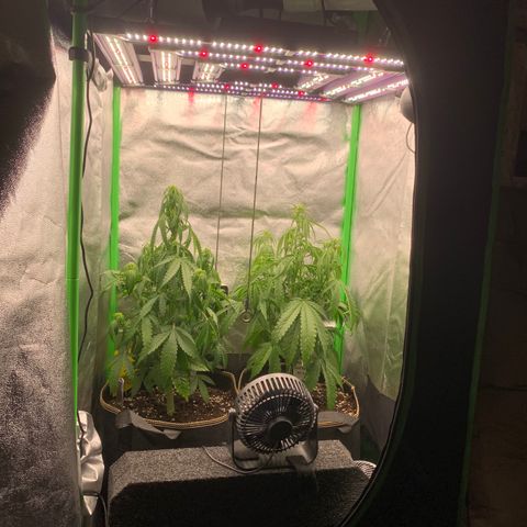 Auto White Widow growlog timeline photo