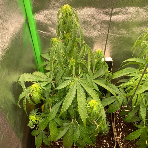 Auto White Widow growlog timeline photo