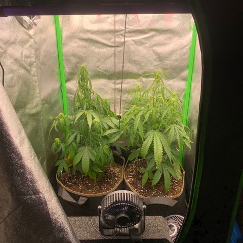 Auto White Widow growlog timeline photo