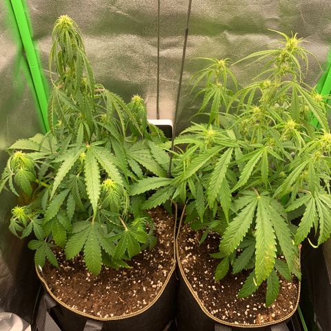 Auto White Widow growlog timeline photo