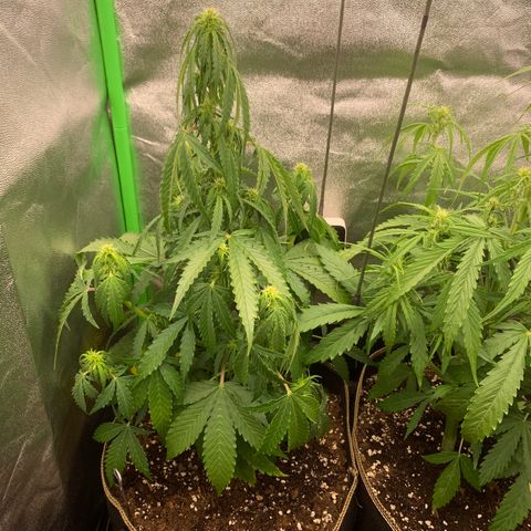 Auto White Widow growlog timeline photo