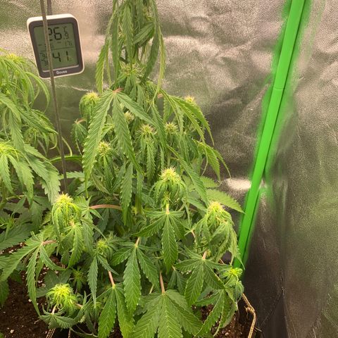 Auto White Widow growlog timeline photo