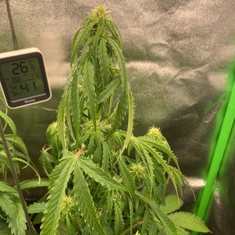 Auto White Widow growlog timeline photo