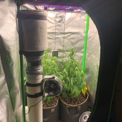 Auto White Widow growlog timeline photo