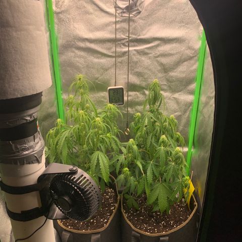 Auto White Widow growlog timeline photo