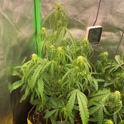 Auto White Widow growlog timeline photo