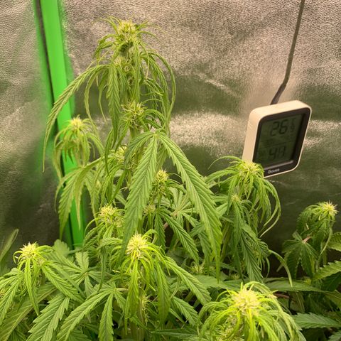 Auto White Widow growlog timeline photo