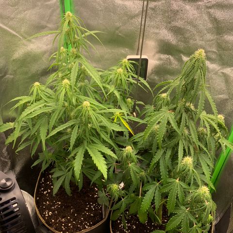 Auto White Widow growlog timeline photo