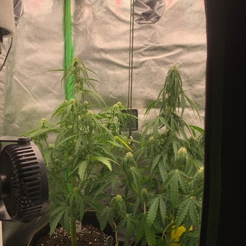Auto White Widow growlog timeline photo