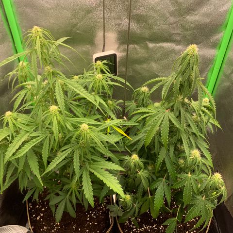 Auto White Widow growlog timeline photo