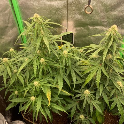 Auto White Widow growlog timeline photo