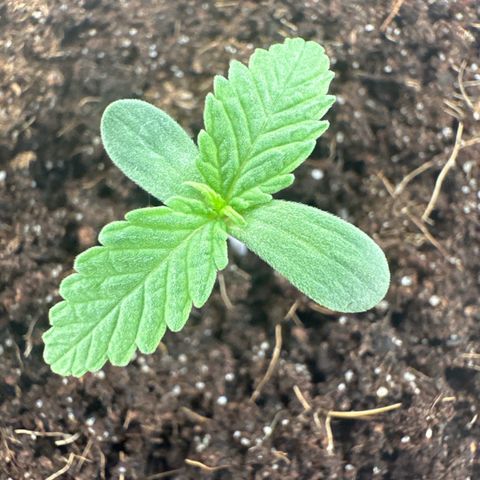 Sticky Orange XXL growlog timeline photo