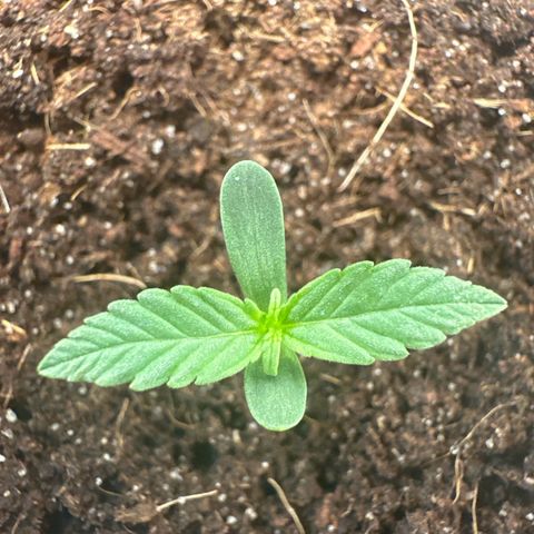 Sticky Orange XXL growlog timeline photo